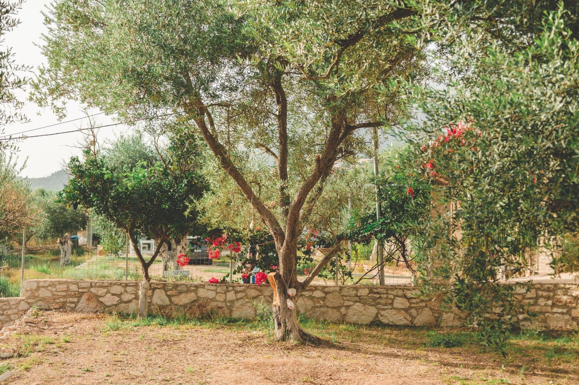 Olive Camping Himara Kültér fotó