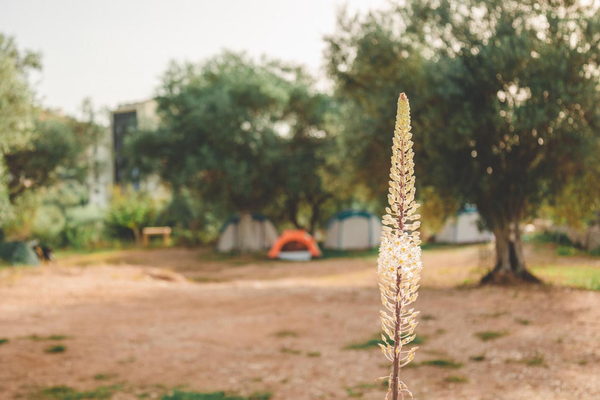 Olive Camping Himara Kültér fotó